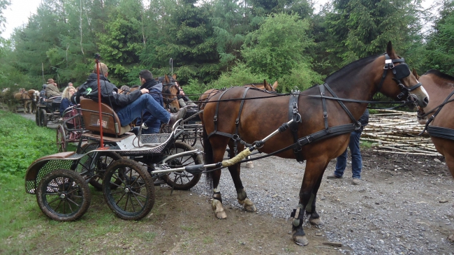 Comité provincial du Haflinger Luxembourgeois,Haflinger, ambly