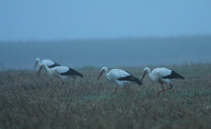 Cigogne brume.JPG