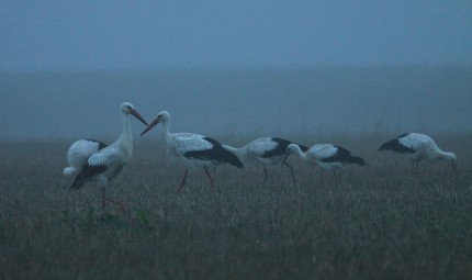 Cigogne blanche brume 2.JPG