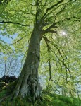 Expo des arbres - photo Pierre Warzée.jpg