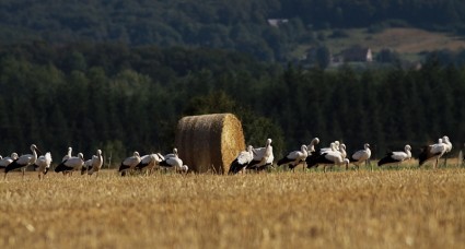 Cigogne blanche 2.JPG