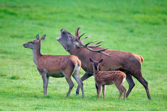 Cervus_elaphus_Luc_Viatour_2.jpg