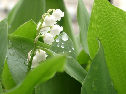 muguet3.jpg