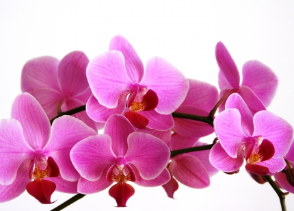 orchidees-71185.jpg