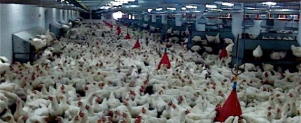 poulailler-geant-somme-poules-pondeuses.jpg